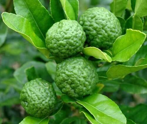 Kaffir Lime Tree - 2-3" Tall - Thai/Makrut Lime Live Plant - Potted - Citrus Hystrix - The Nursery Center