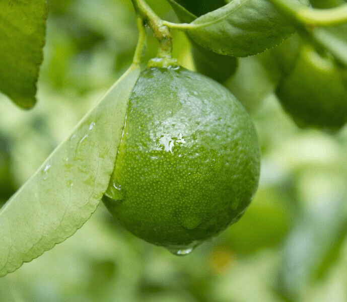 Thornless Mexican Key Lime Tree - 26-30" Tall - Live Citrus Plant - Gallon Pot - The Nursery Center