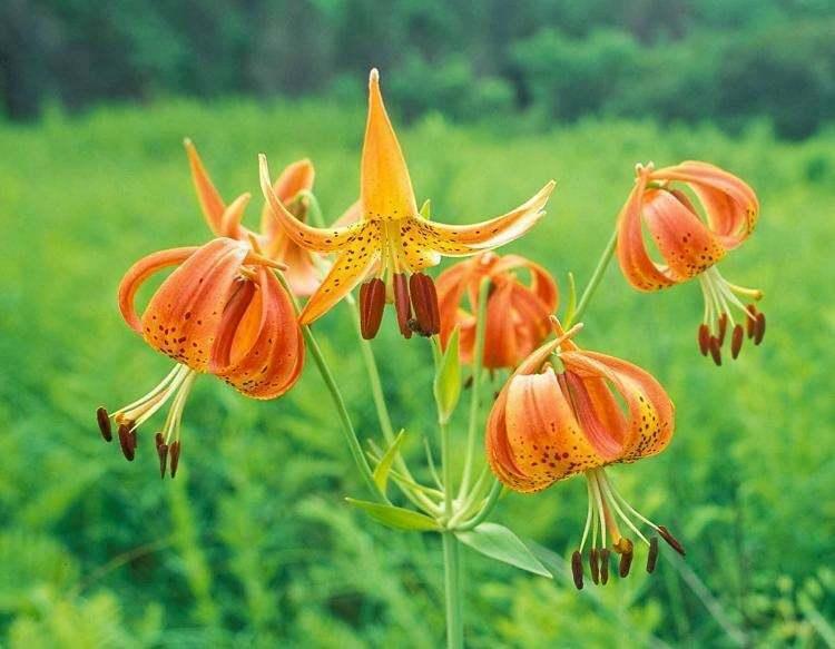 5 Turks Cap Lily Root Bulbs - American Tiger Lily, Turban Lily - Lilium superbum - The Nursery Center