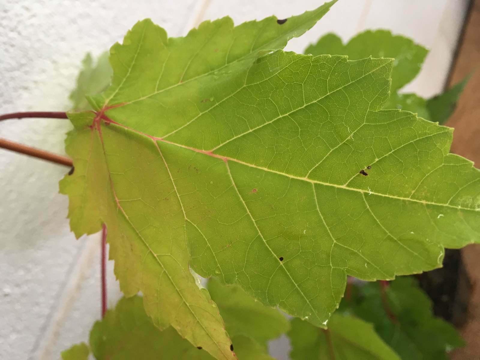 2 October Glory Maple Trees - Live Plants - 12-24" Tall - Qt. Pot - Fast Growing - The Nursery Center