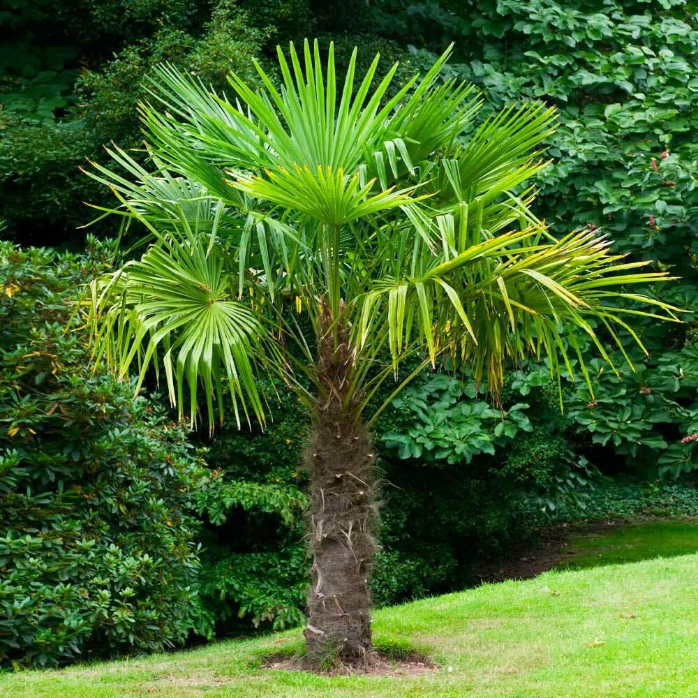 Windmill Palm Tree Seedling - 6-8+" Tall Live Plant - Trachycarpus fortunei - The Nursery Center