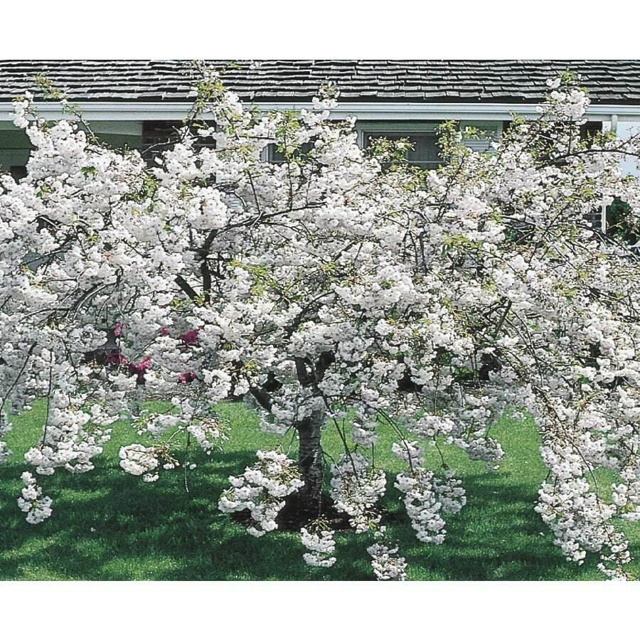 Snowgoose Flowering Cherry Tree - Live Plant - 6-14" Tall Seedling - 2.5" Pot - The Nursery Center