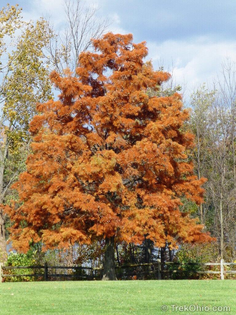 Bald Cypress Tree - 2-3 Foot Tall Live Plant - 24-36" Tall Seedling - Potted - The Nursery Center