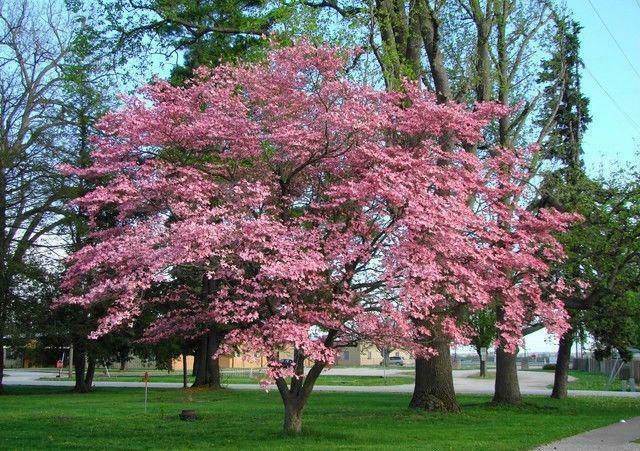 Pink Flowering Dogwood Tree - 10-18" Tall Live Plant - Quart Pot - Cornus florida var. rubra - The Nursery Center