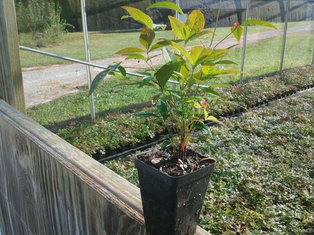 Heavenly/Sacred Bamboo Shrub/Bush - 6-10" Tall Live Plant - 2.5" Pot - Nandina domestica - The Nursery Center
