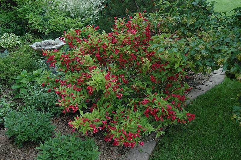 2 Ruby Red Weigela Shrubs - Live Potted Plants - 6-12" Tall Seedlings - 4" Pot - The Nursery Center