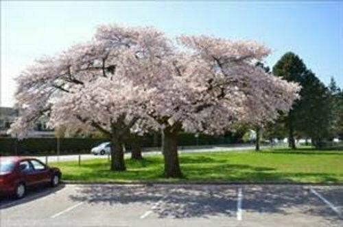 2 Akebono Flowering Cherry Trees - 6-12" Tall Live Potted Plants - 2.5" Pots - The Nursery Center