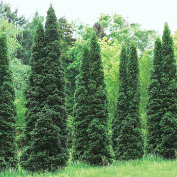 30 Thuja Green Giant Arborvitae Trees/Shrubs - 12-16" Tall Live Plants - 3" Pots - The Nursery Center