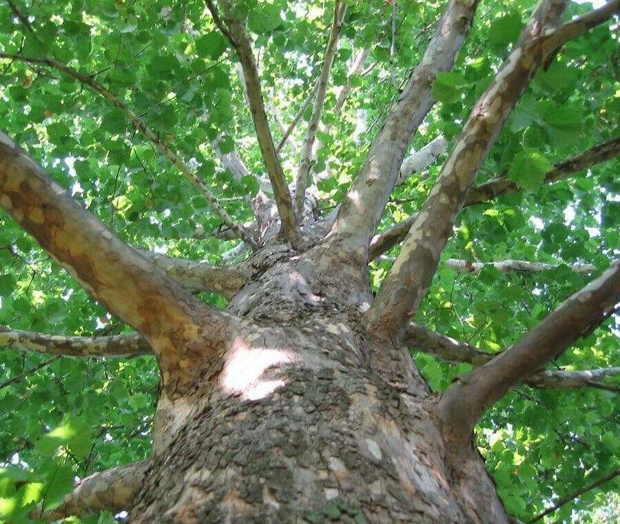 American Sycamore Tree - 36" Tall Seedling - Live Plant - Platanus occidentalis - The Nursery Center