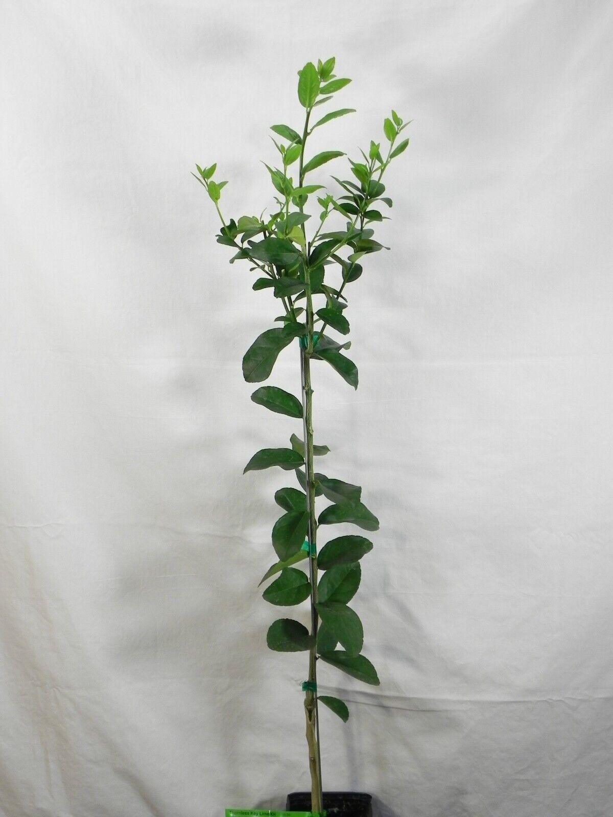 Thornless Mexican Key Lime Tree - 26-30" Tall - Live Citrus Plant - Gallon Pot - The Nursery Center