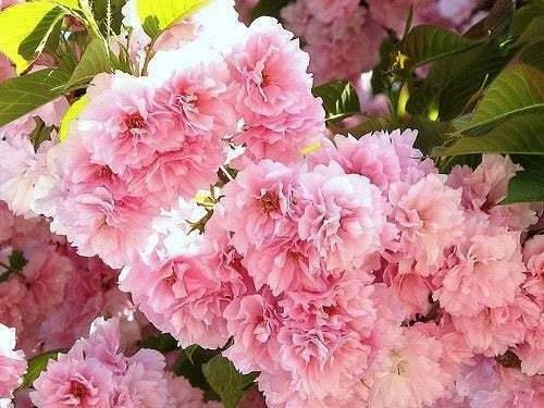 2 Kwanzan Japanese Flowering Cherry Trees - 8-14" Tall Live Plants - 2.5" Pot - The Nursery Center