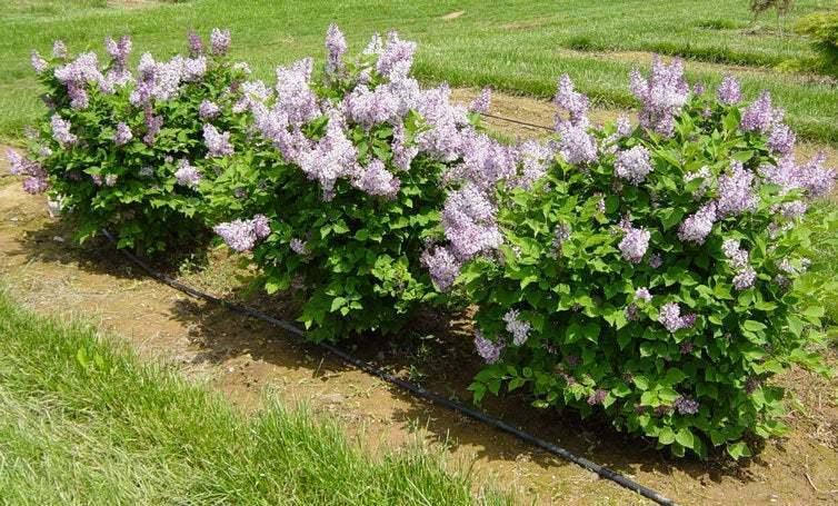 2 Miss Kim Lilac Shrubs/Bushes/Hedges - Live Plants - 6-12" Tall - Quart Pots - The Nursery Center