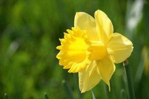 25 Wild Daffodil Bulbs - Buttercup - Lent Lily - (Narcissus Pseudonarcissus) - The Nursery Center