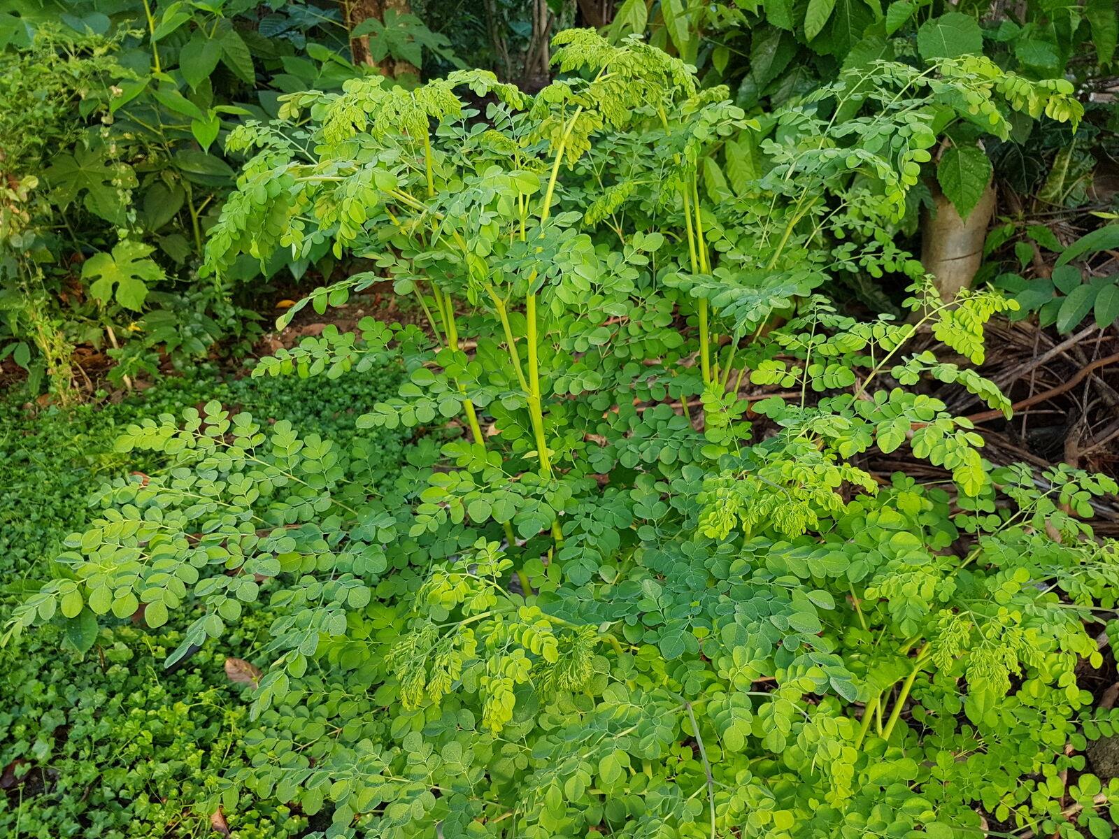 Moringa Oleifera Tree + 20 Seeds - 6" Tall Seedling - 4" Pot - Drumstick/Horseradish/Benzolive Live Plant - The Nursery Center