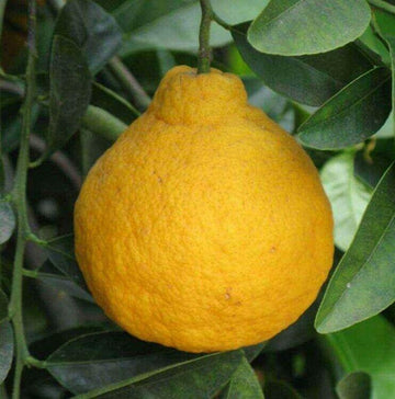 Yuzu Lemon Trees for Sale -  – Madison Citrus  Nursery