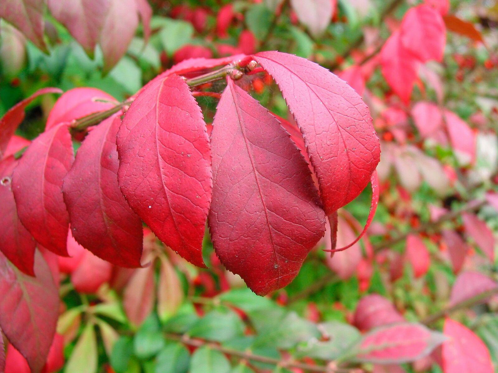 Burning Bush - Live Plant/Shrub - 2-4" Tall Seedling, 2x3" Pot - Euonymus alatus - The Nursery Center