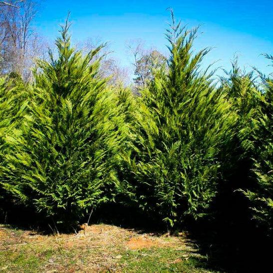 5 Murray Cypress Trees - 10-14" Tall - 2.5" Pots - Live Plants - Christmas Trees - The Nursery Center