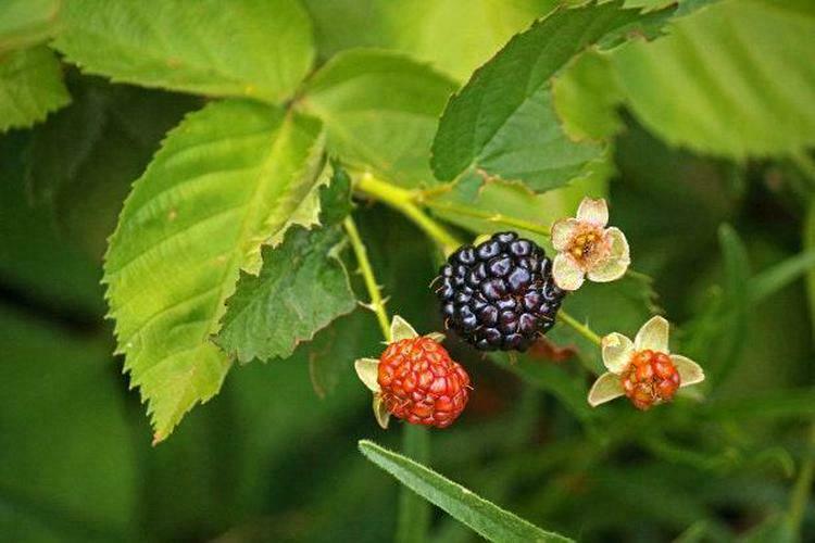 5 Triple Crown Blackberry Bushes - Live Plants - Ships Bareroot - The Nursery Center