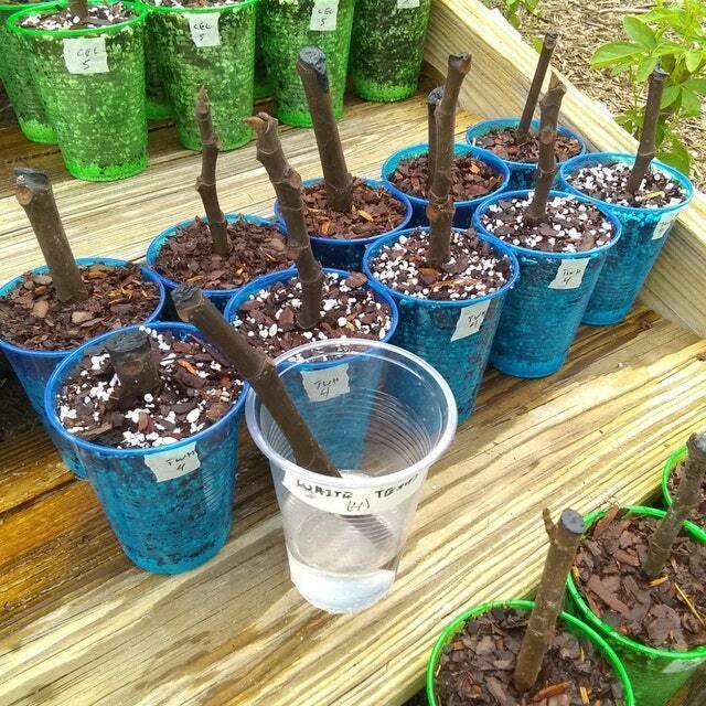 9+ White Texas Everbearing Fig Trees - 5-8" Tall Fresh Cuttings - Sweet Figs! - The Nursery Center