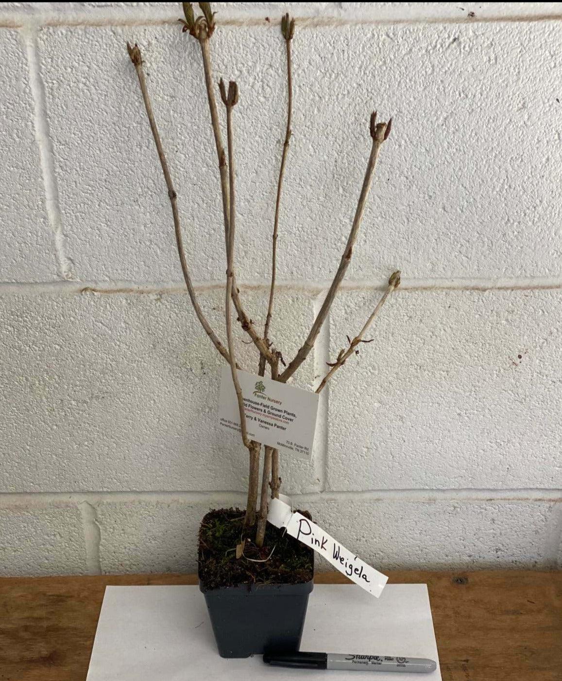 Pink Weigela Shrub/Bush - 6-12" Tall Live Plant - Seedling in 4" Pot - The Nursery Center
