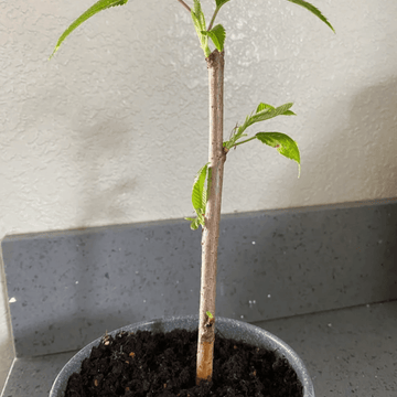 3 Goji Berry Shrubs/Bushes – 6-8