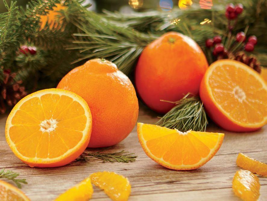 Sugar Belle Orange/Tangerine Tree - 26-30" Live Citrus Plant - Mandarin Hybrid - The Nursery Center