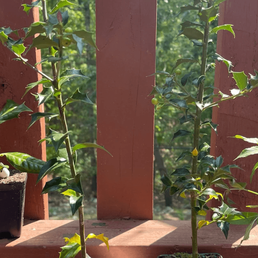 2 Needlepoint Holly Shrubs/Hedges – 12" Tall Seedlings – Live Plants - 3" Pots - The Nursery Center