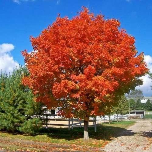 2 October Glory Maple Trees - Live Plants - 12-24" Tall - Qt. Pot - Fast Growing - The Nursery Center