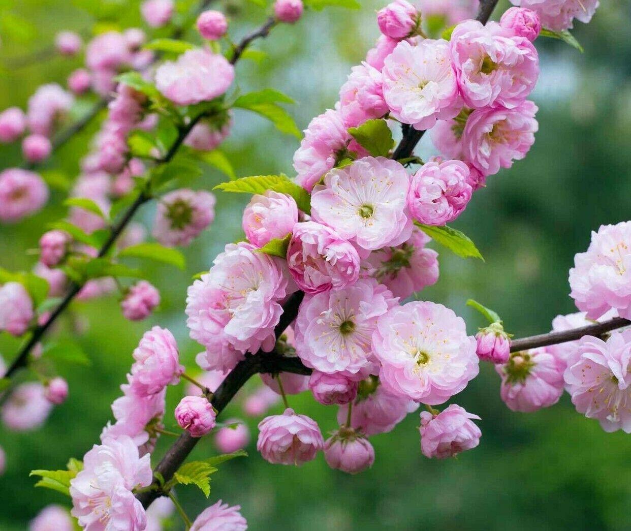 2 Pink Flowering Almond Trees/Shrubs - 6-12" Tall - Live Plants - 4" Pots - Prunus triloba - The Nursery Center