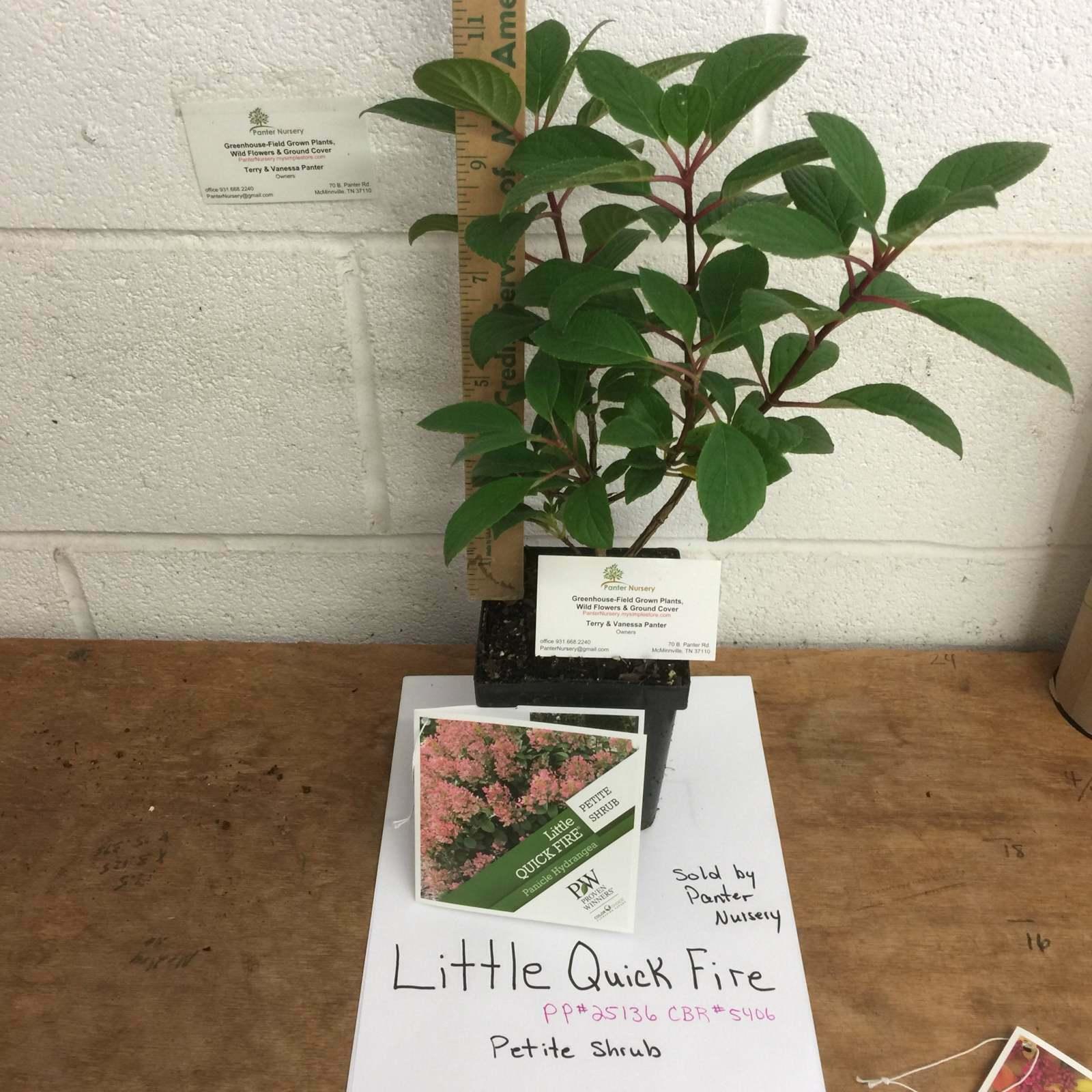 Little Quick Fire Panicle Hydrangea Petite Dwarf Shrub - 6-12" Tall - Quart Pot - The Nursery Center