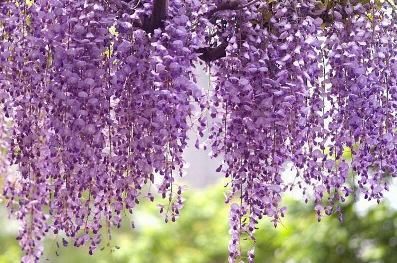 Purple Chinese Wisteria Tree - 6-12 Tall Seedling - 2.5 Pot - Live Plant  - Wisteria sinensis