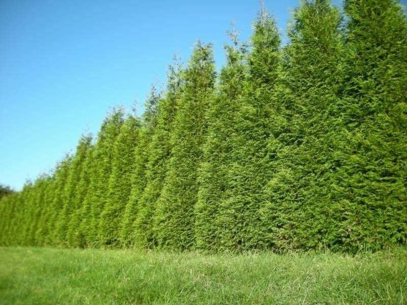 Thuja Green Giant Arborvitae Tree - Live Plant - 6-12" Tall Seedling - 3" Pot - The Nursery Center