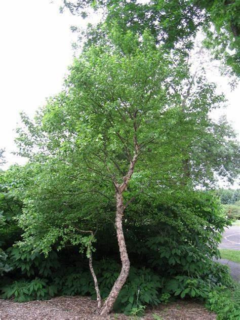 2 River Birch Single Stem Trees - 12-18" Tall - Live Plants - Quart Pots - Betula nigra - The Nursery Center