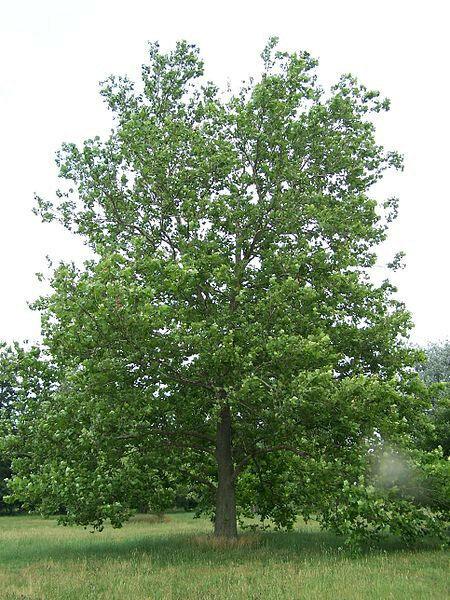 American Sycamore Tree - 36" Tall Seedling - Live Plant - Platanus occidentalis - The Nursery Center