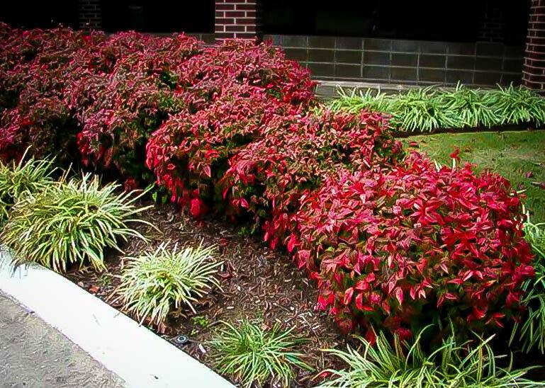 5 Dwarf Nandina Firepower Shrubs - Heavenly Bamboo Bushes - 4-10" Tall Live Plants - 2" Pots - The Nursery Center