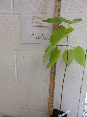 Northern Catalpa Tree - 12-18" Tall Live Plant - Quart Pot - Catalpa speciosa - The Nursery Center
