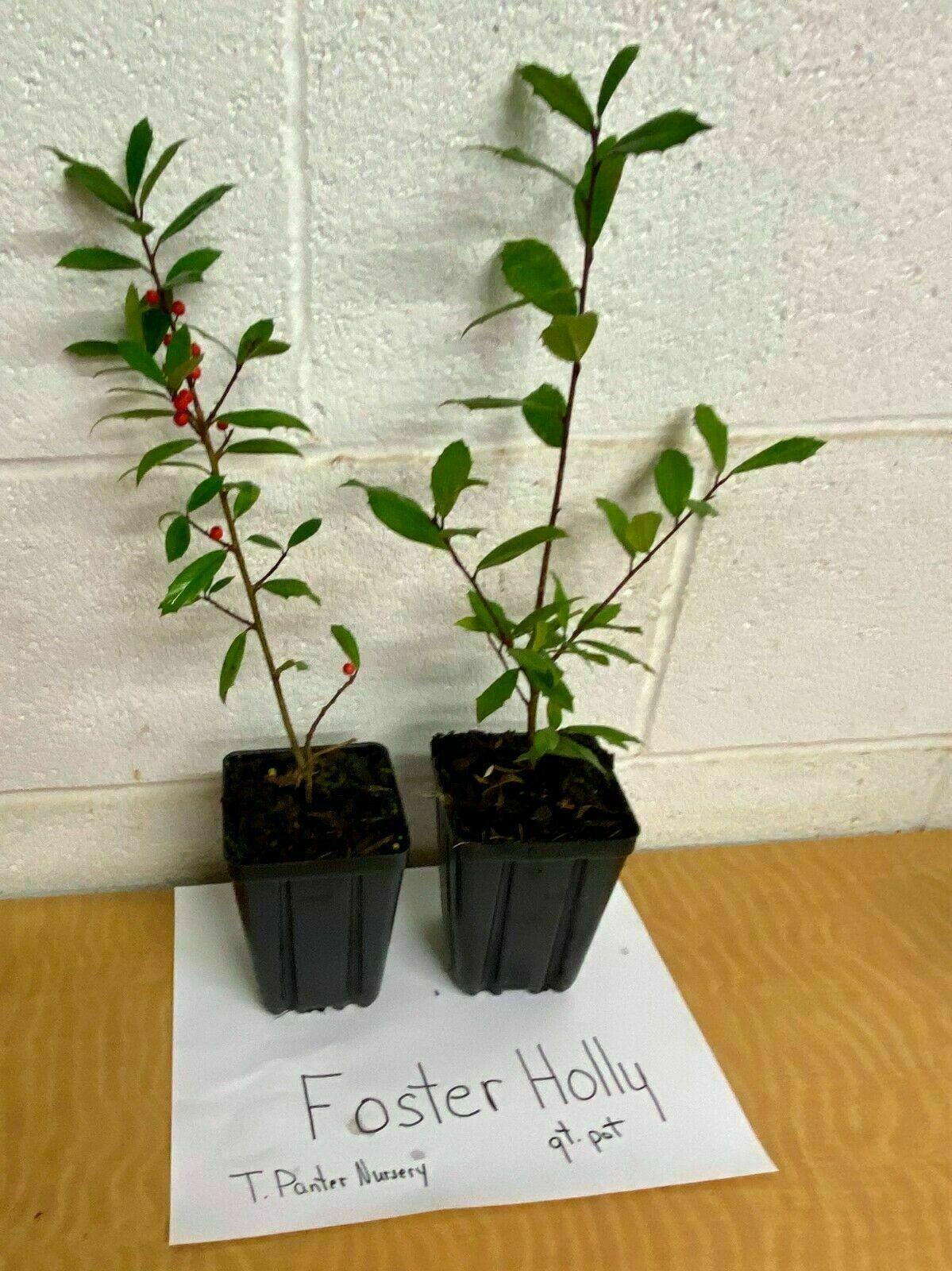 2 Foster Holly Tree/Shrubs - Live Plants - 6-12" Tall Seedlings - Quart Pots - The Nursery Center