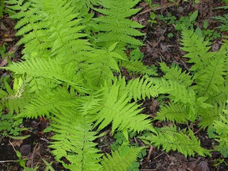 20 Hay Scented Fern Clumps of 10-12 Rhizomes - Dennstaedtia punctilobula - The Nursery Center