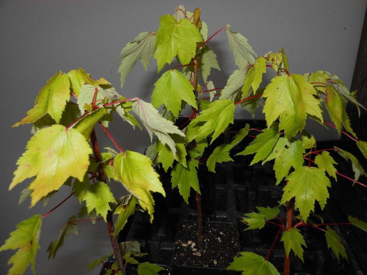 2 Red Maple Trees - Live Potted Plants - 12-16" Tall Seedlings - Quart Pots - The Nursery Center