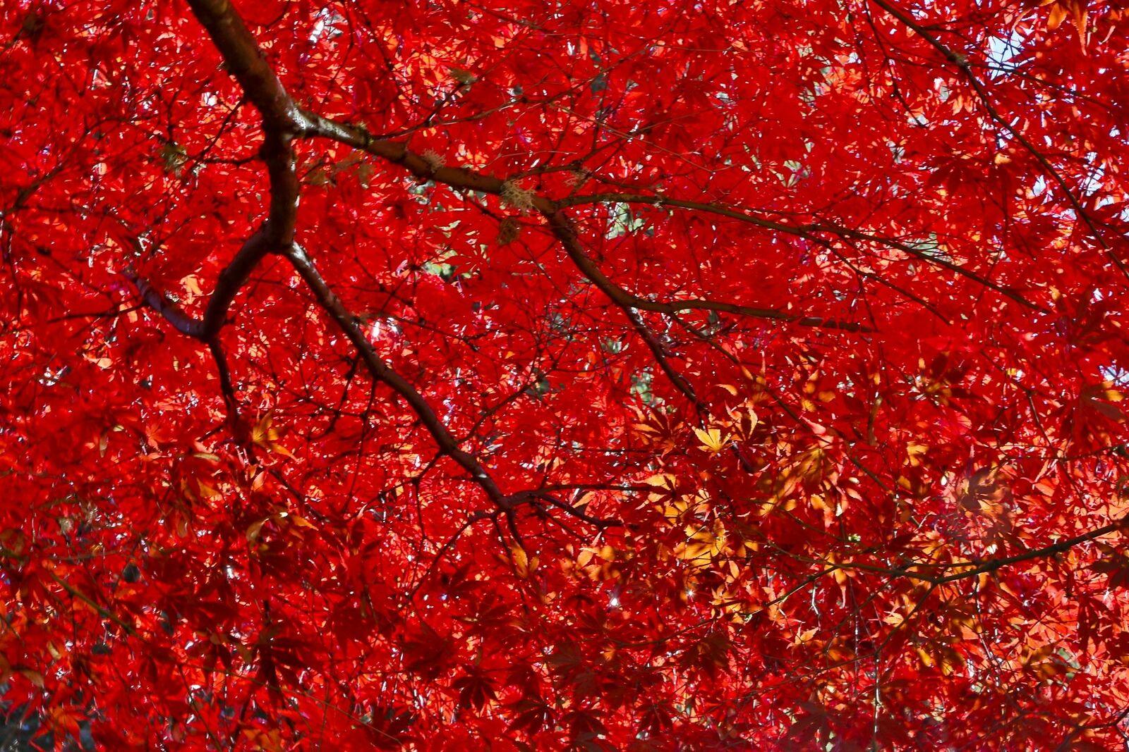 Japanese Red Maple Tree - 36-48" Tall - Live Plant - Ships Potted - Branching - Acer palmatum var. atropurpureum - The Nursery Center