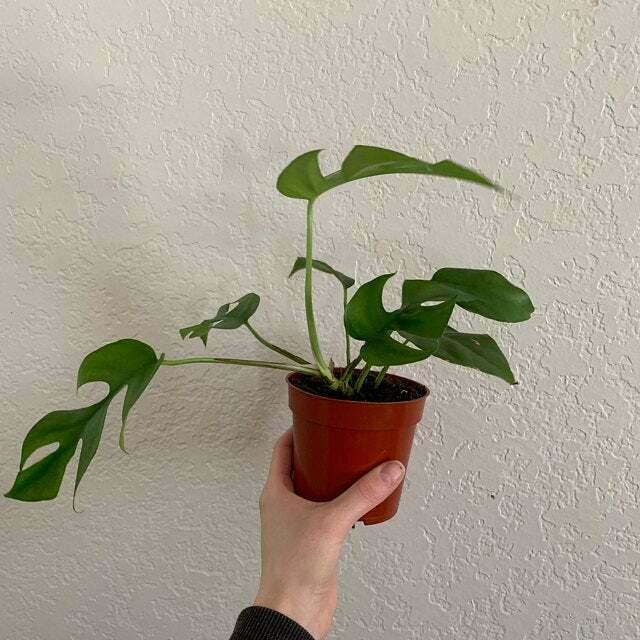 Mini Monstera Ginny Plant, Philodendron Piccolo, Mini Split Leaf - Live - 4" Pot - The Nursery Center