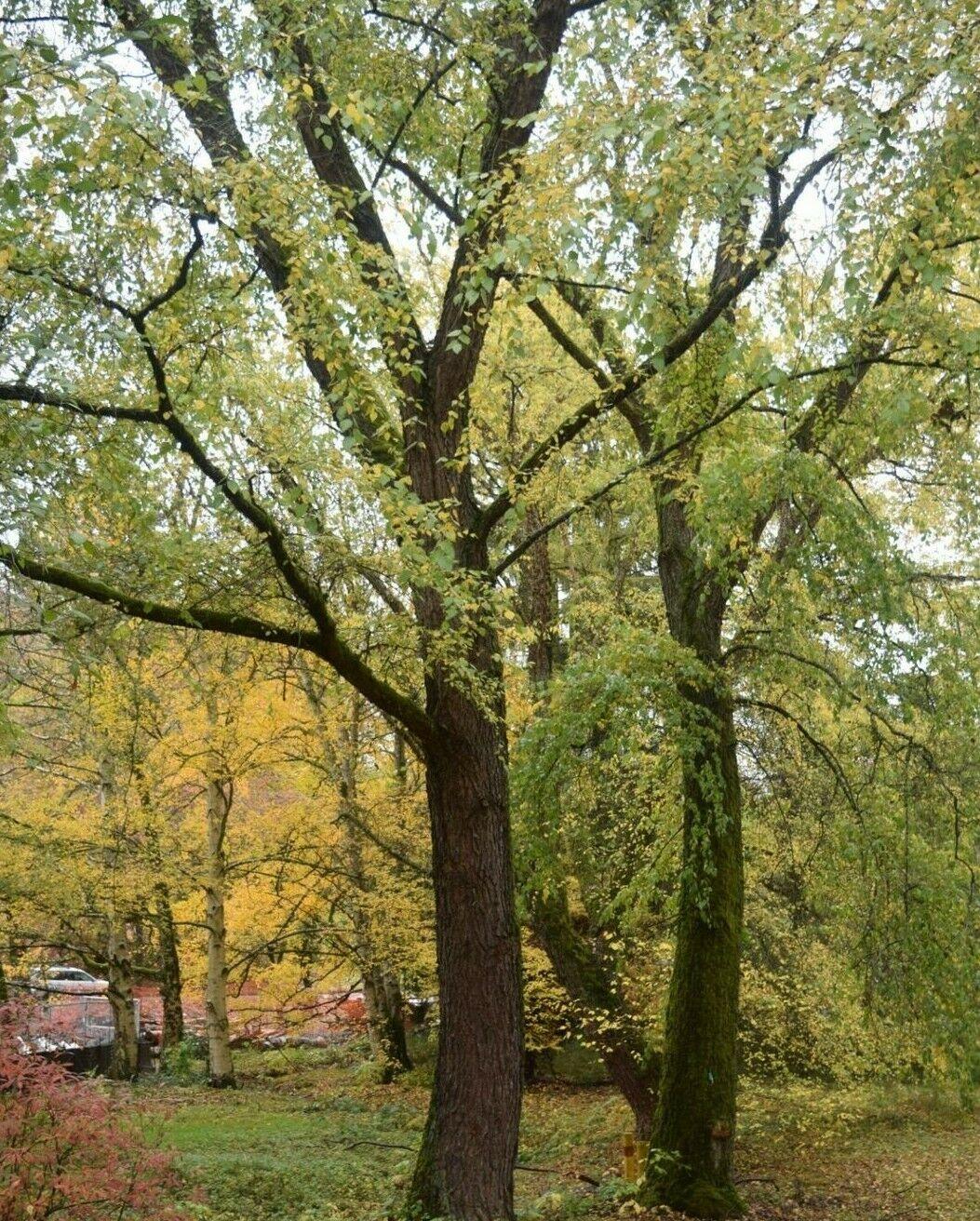 3 River Birch Trees - 18-24" Tall - Live Plants - Bareroot - Betula nigra - The Nursery Center