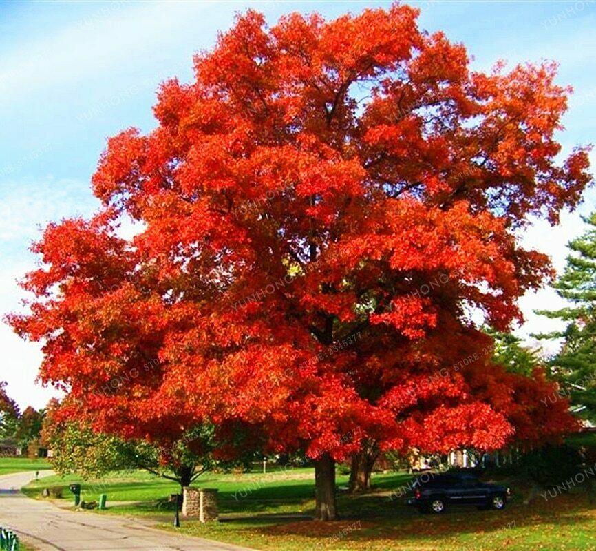 Northern Red Oak Tree - 2-3 Foot Tall Live Plant - 24-36" Tall - Quercus rubra - The Nursery Center