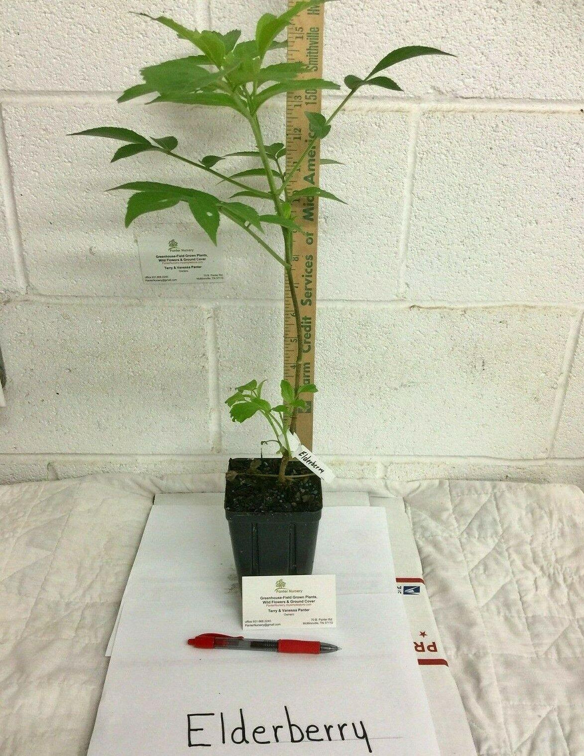 2 American Elderberry Shrubs - 12" Tall Live Plants - Quart Pots - Sambucus canadensis - The Nursery Center