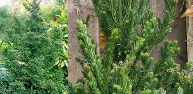 2 Cryptomeria Yoshino Japanese Cedar Trees - 6-12" Tall Live Plants - Quart Pots - The Nursery Center