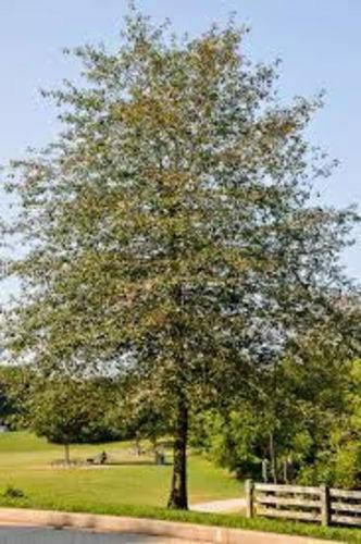 2 Black Gum/Tupelo Trees - 6-12" Tall Live Plants - Quart Pots - Nyssa sylvatica - The Nursery Center