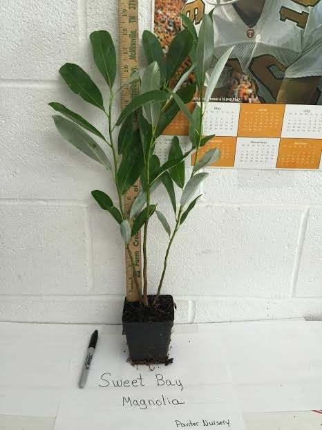 2 Sweetbay Magnolia Trees - Live Potted Plants - 10-18" Tall - Quart Pots - The Nursery Center