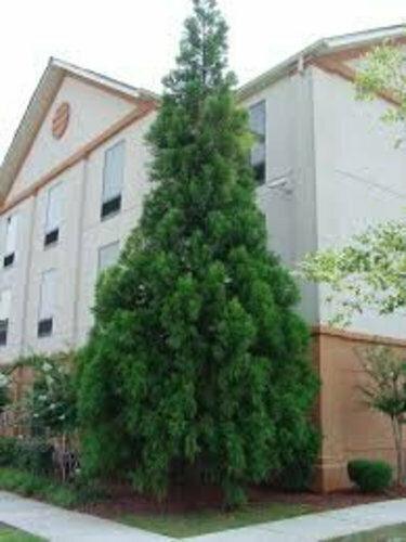 2 Black Dragon Japanese Cedar Trees - Live Plants - 6-12" Tall - Quart Pots - The Nursery Center