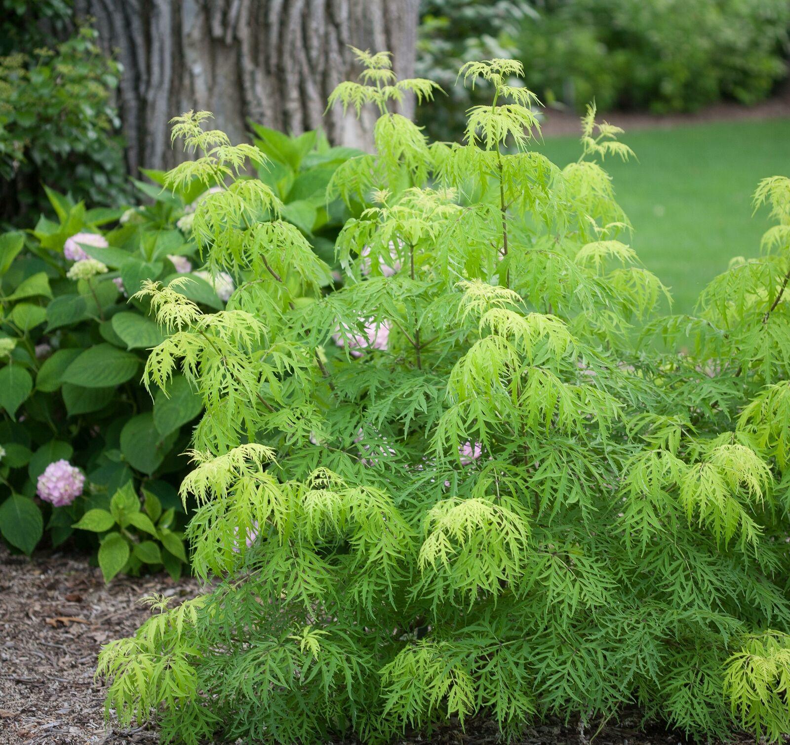 Lemony Lace Elderberry Shrub/Bush - 6-12" Tall Seedling - Live Plant - 4" Pot - The Nursery Center