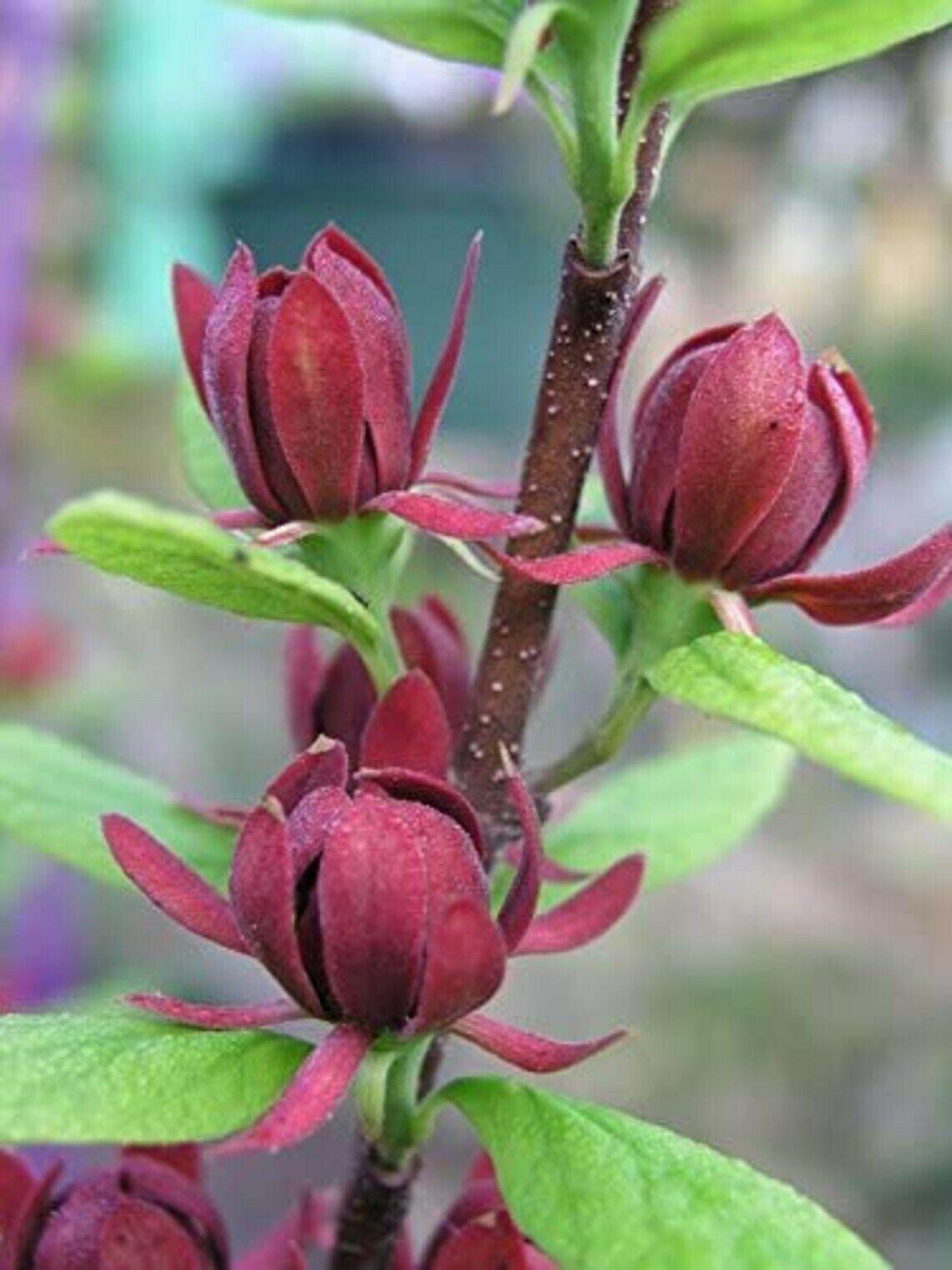 2 Carolina Allspice/Sweet Shrubs, 6-12" Live Potted Plants, Calycanthus floridus - The Nursery Center